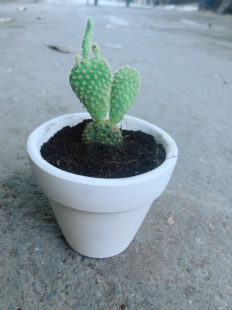 Chậu Xương Rồng Tai Thỏ Mini