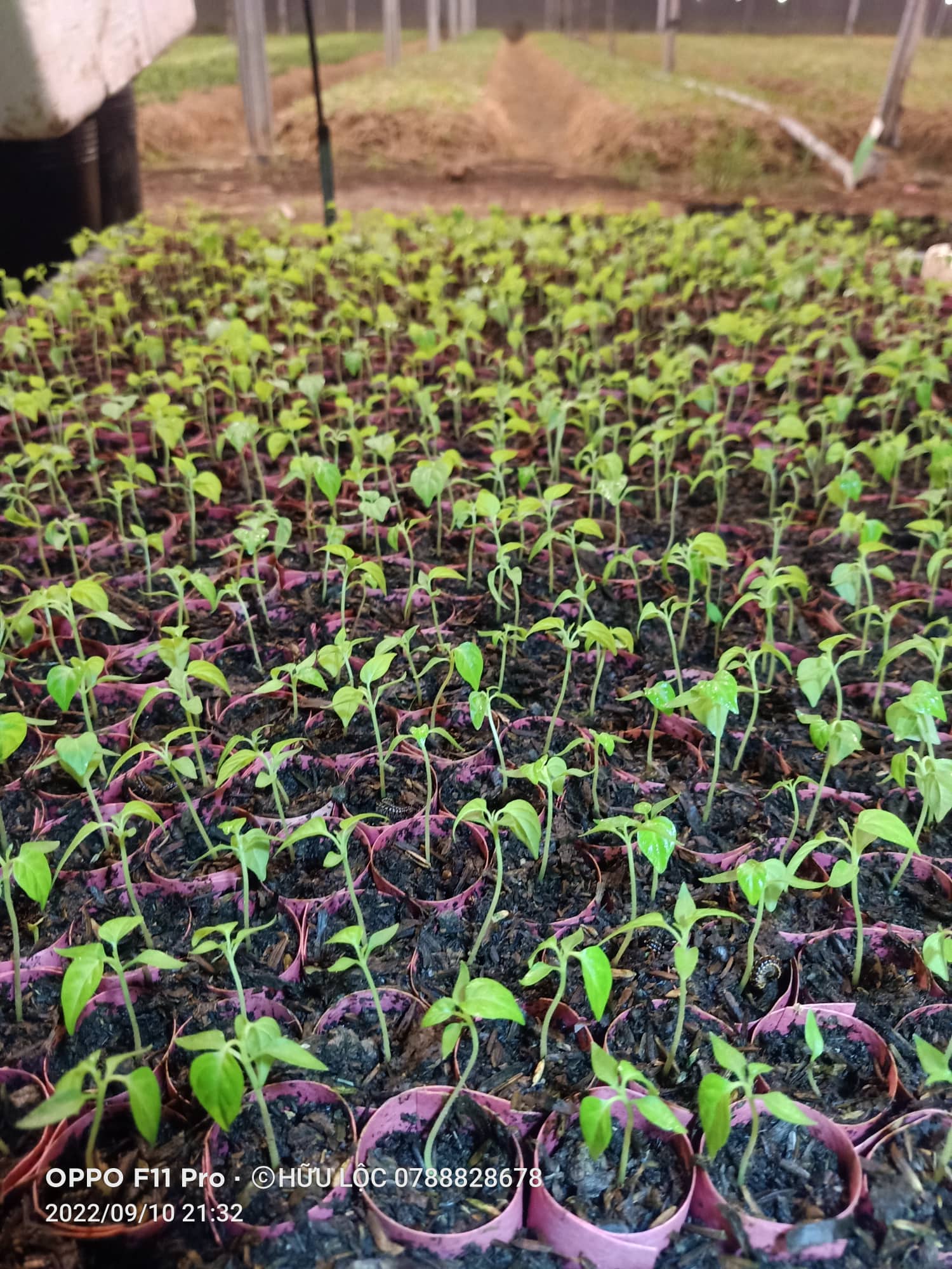 Cây Ớt Habanero Combo 5 Cây