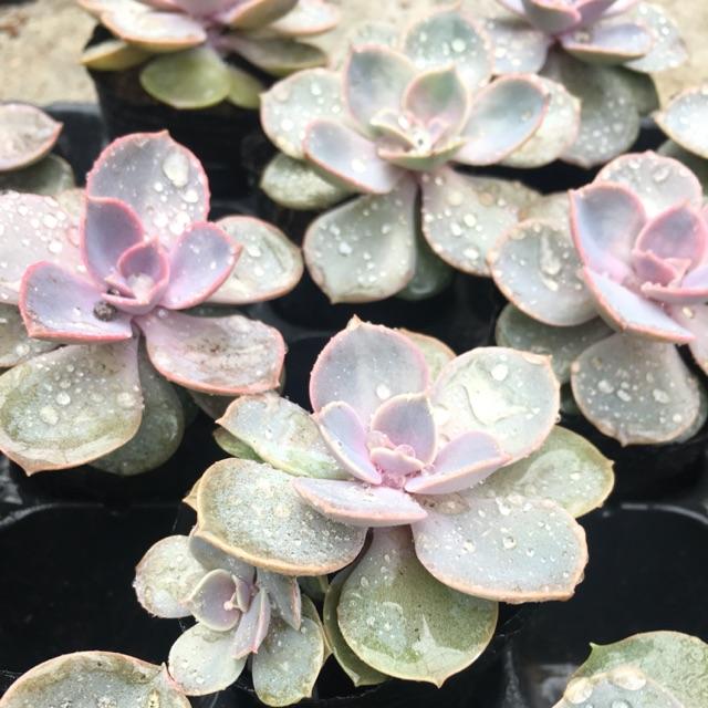 Sen Đá Hồng Dâu