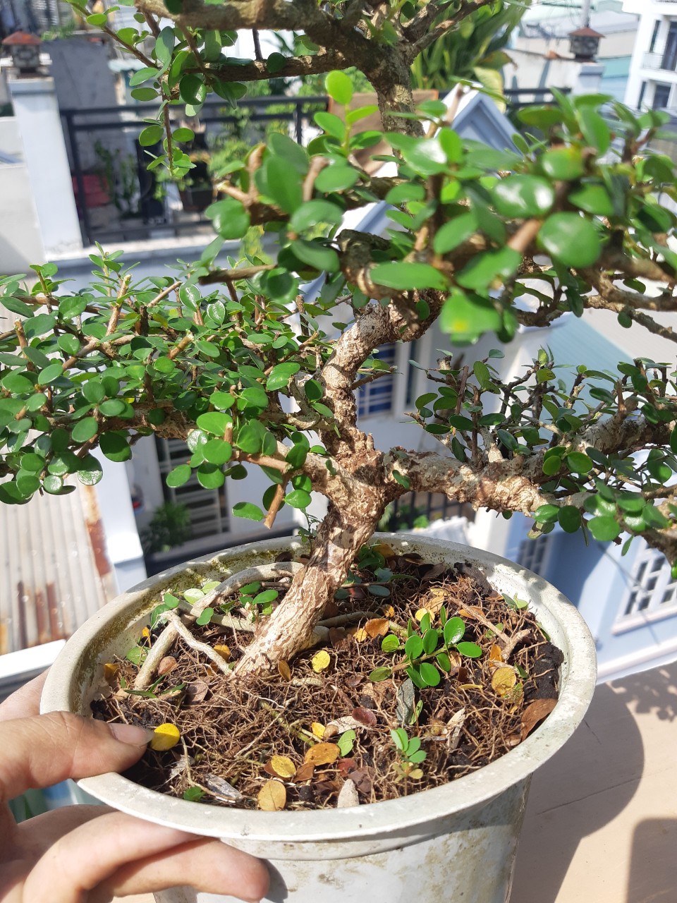 cây sam trái (sam núi) bonsai già