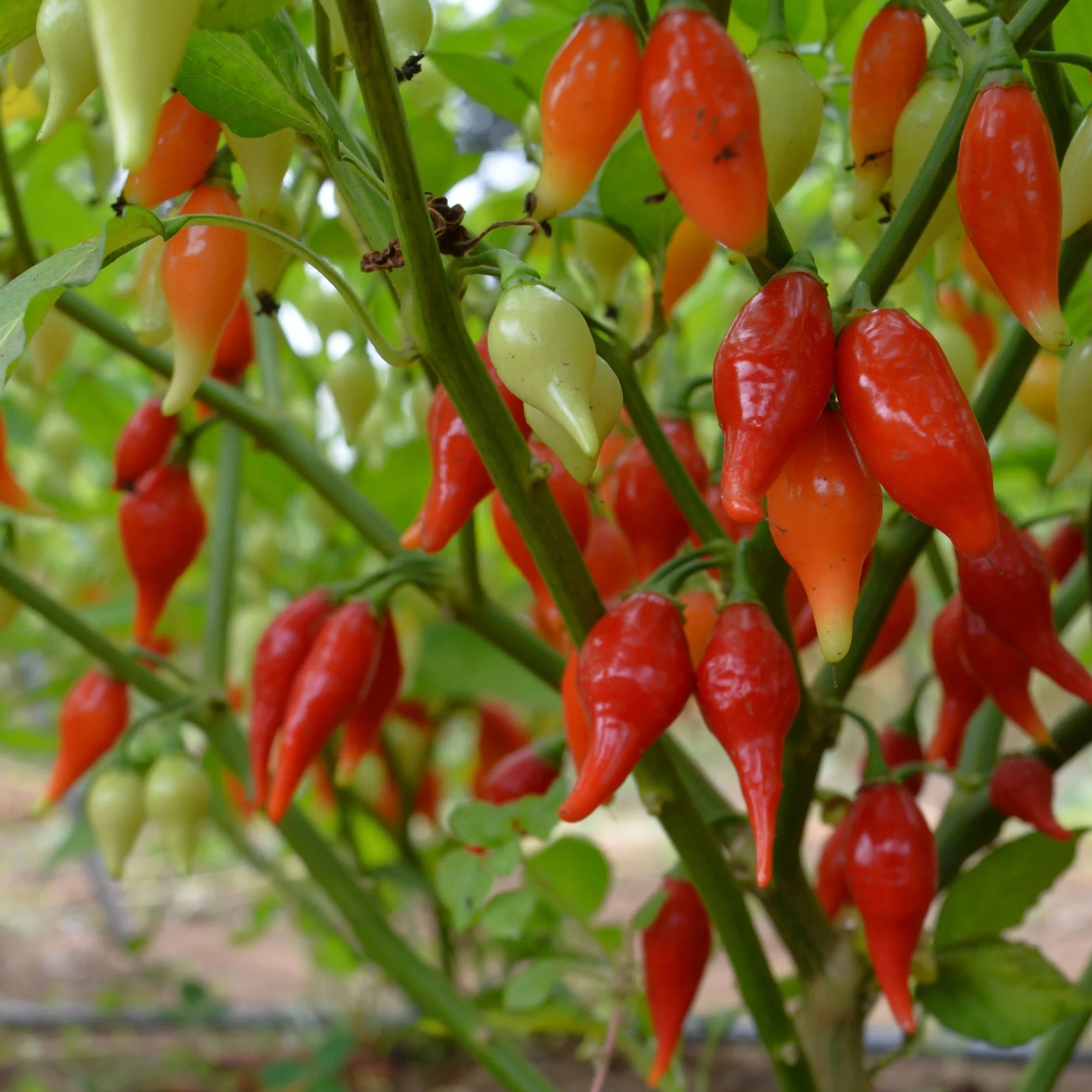 Hạt Giống Ớt Biquinho mix