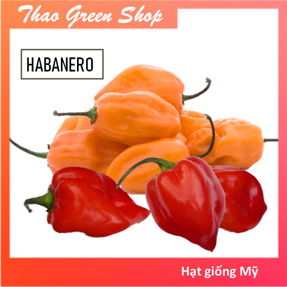 HẠT GIỐNG ỚT SIÊU CAY HABANERO