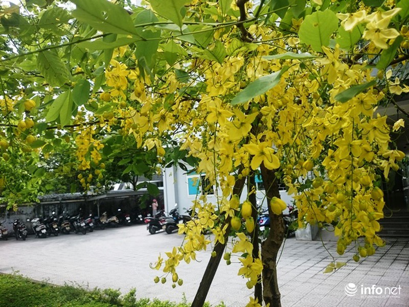 [HCM]Hạt giống hoa hoàng yến
