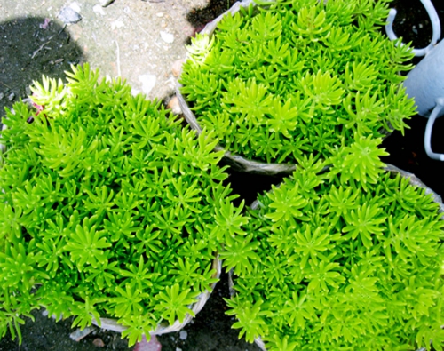 Cây mười giờ Úc, cây rau sam hoa lớn, Portulaca grandiflora, Portulacaceae