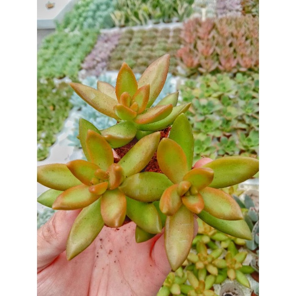Sen Đá Lửa Mini, Xuất Xứ Đà Lạt, Lỗi 1 Đổi 1 ❣️