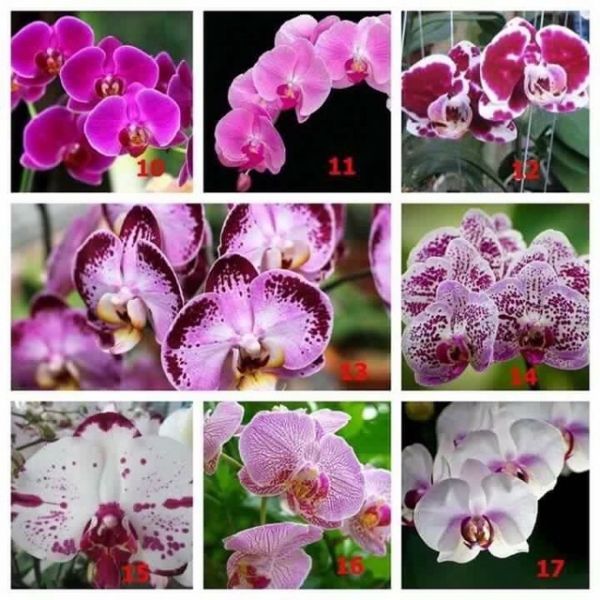 Hồ điệp hoa đại giống