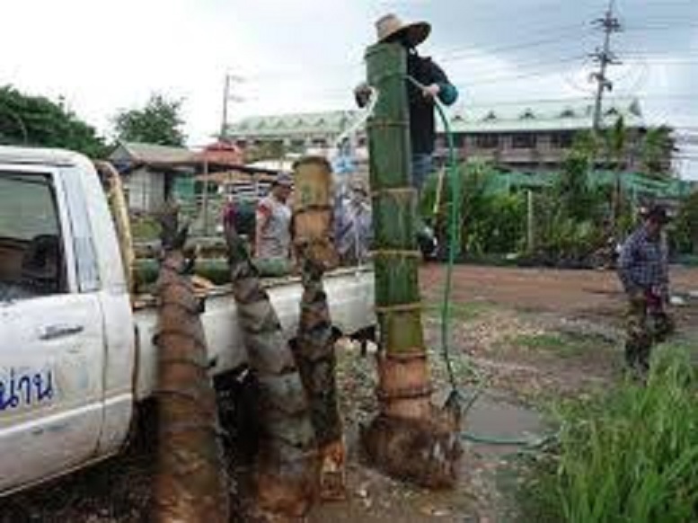Cây TRE KHỔNG LỒ THÁI LAN