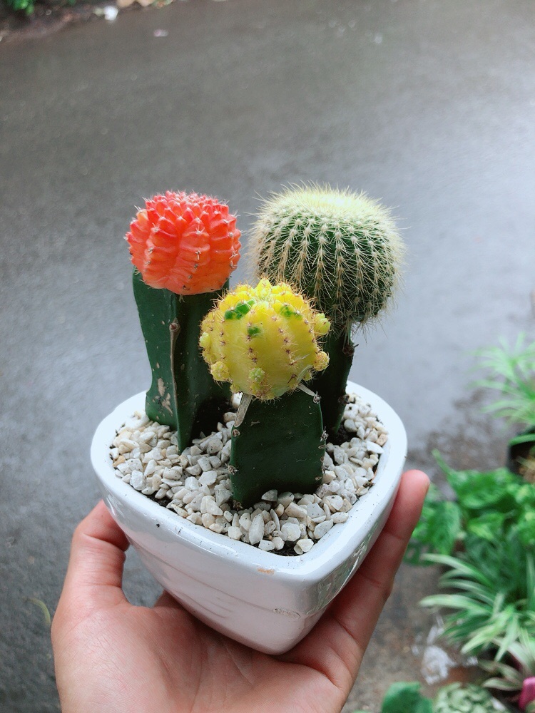 Chậu Xương Rồng Trái tim