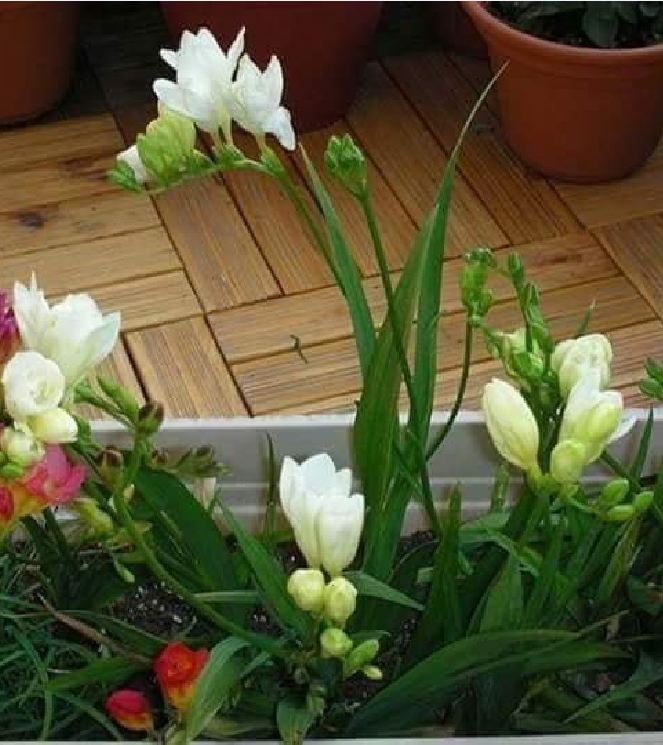 White South African Orchid Bulbs (1 Bulb with 1 Seedling Capsule)