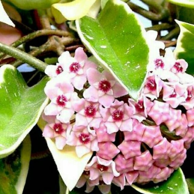 Cẩm cù lá cẩm thạch giống