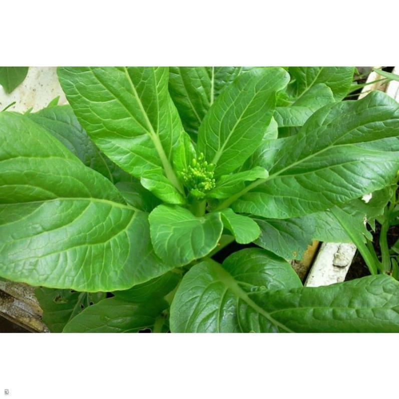 Giống Cải Ngồng (Cải Ngọt Bông) - Gói 20 Gram