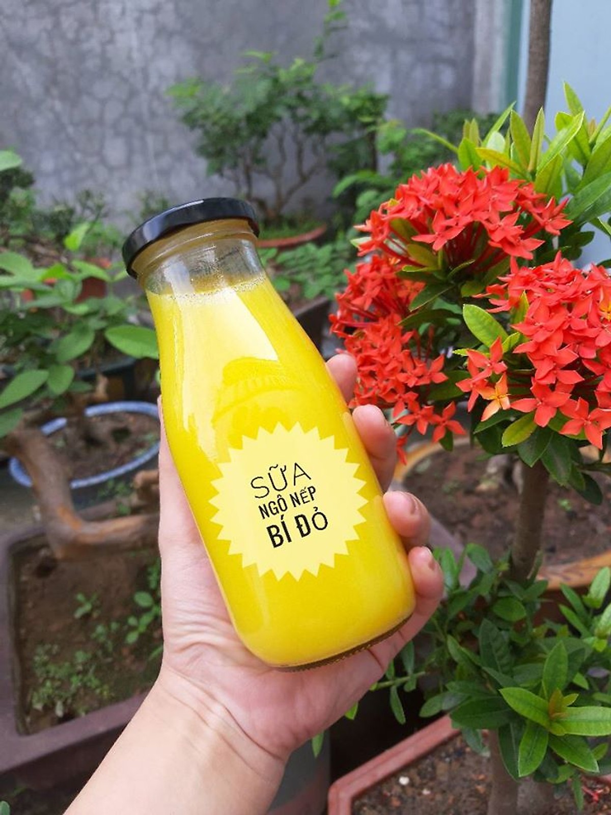 Chai thủy tinh đựng sữa hạt 310ml combo 6 chai