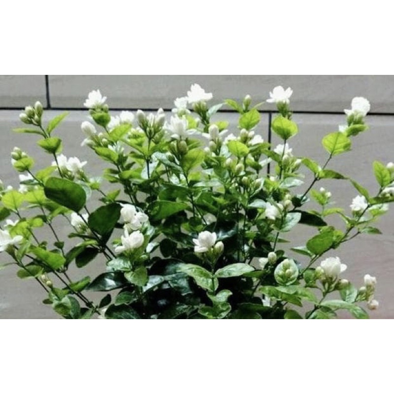 Cây giống hoa nhài kép (nhài ta) hoa thơm phức
