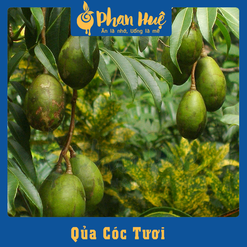 Cóc Xào Gừng Phan Huệ đặc biệt (500g). Cóc tươi chọn lọc 100%, thơm vị gừng ai ăn cũng mê. Quà đặc biệt của người Hà Nội