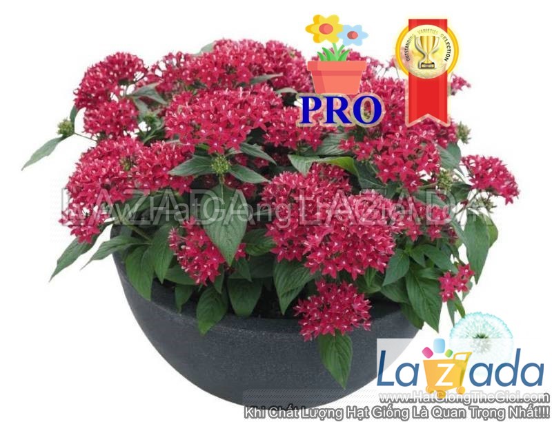 25h hạt giống hoa diễm châu graffiti 20/20 fuchsia