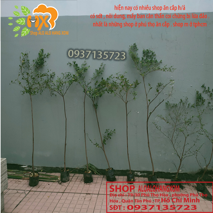 [HCM]cây bàng đài loan cao từ 70-90 cm ( combo 3 cây )