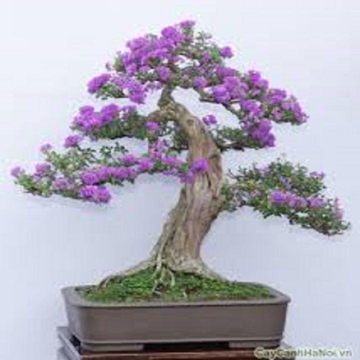 CHẬU CÂY LINH SAM (CÂY SAM NÚI ) DÒNG SÔNG HINH LÁ TO