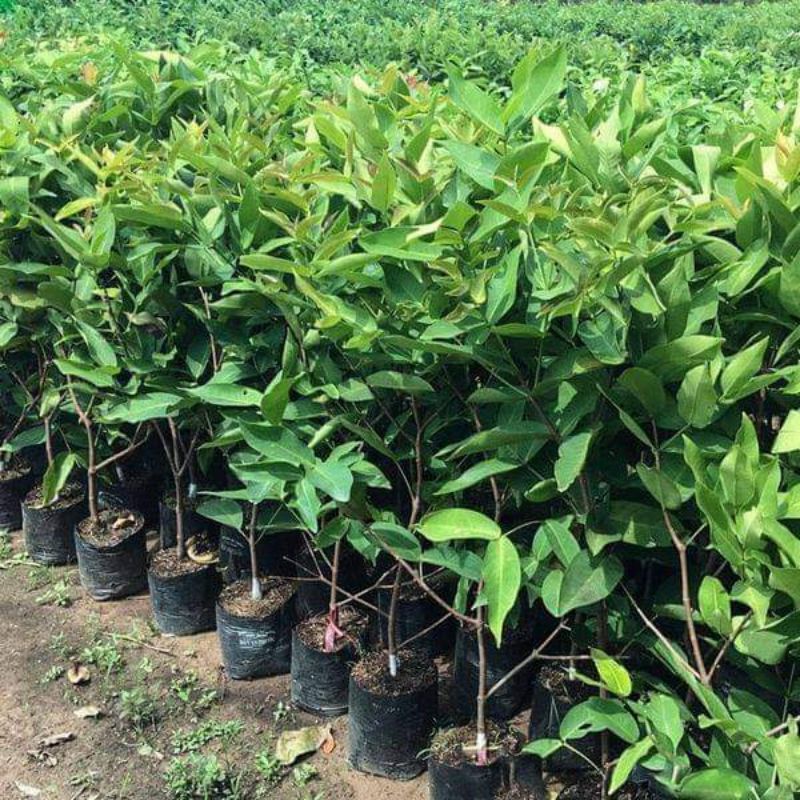 Cây giống mận xanh đường siêu sớm (trồng chậu) (cây giống siêu sớm có bảo hành )