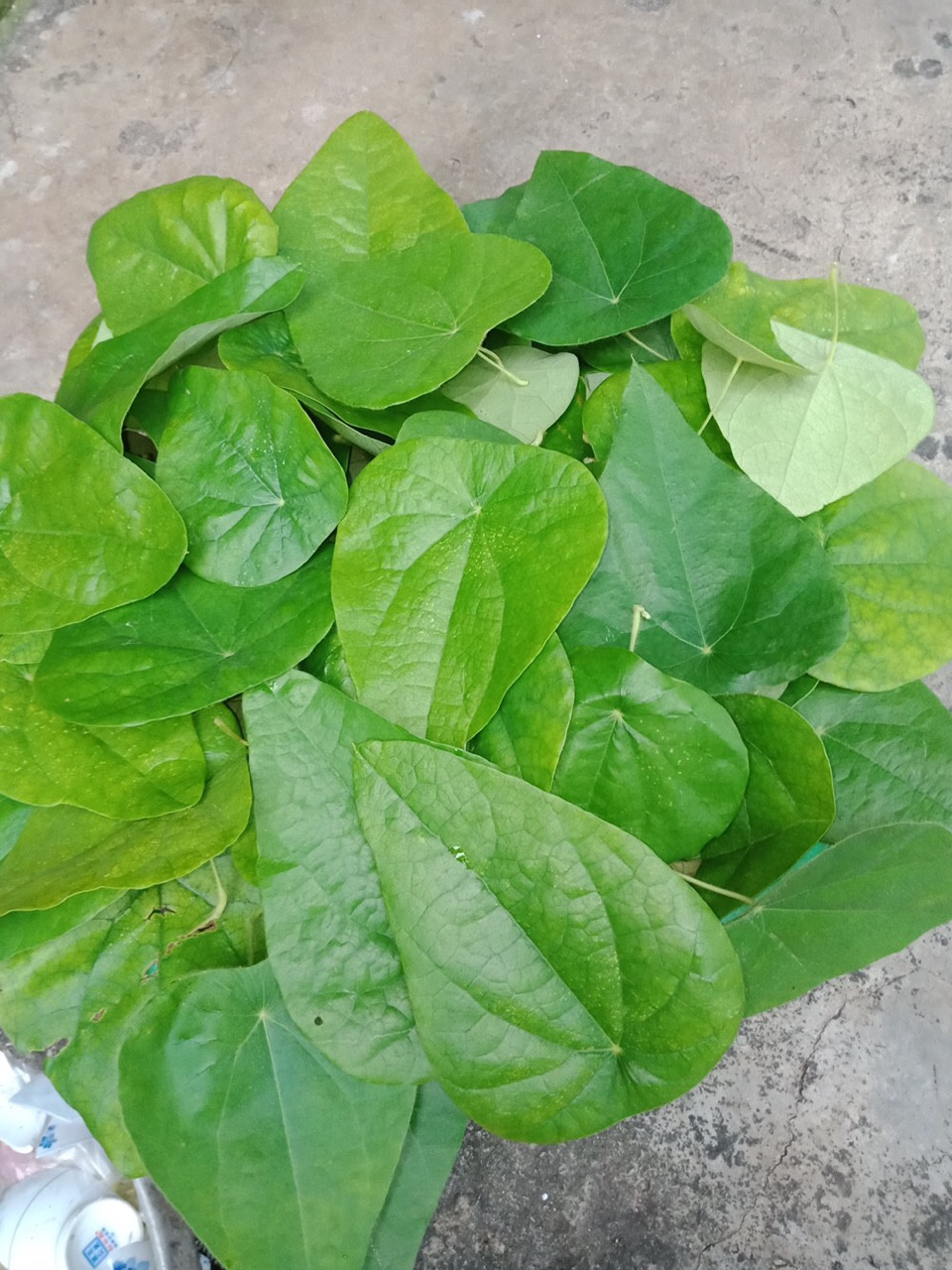 Hạt Giống Sương Sâm Lông Phát Triển Mạnh, Thu Lá Quanh Năm