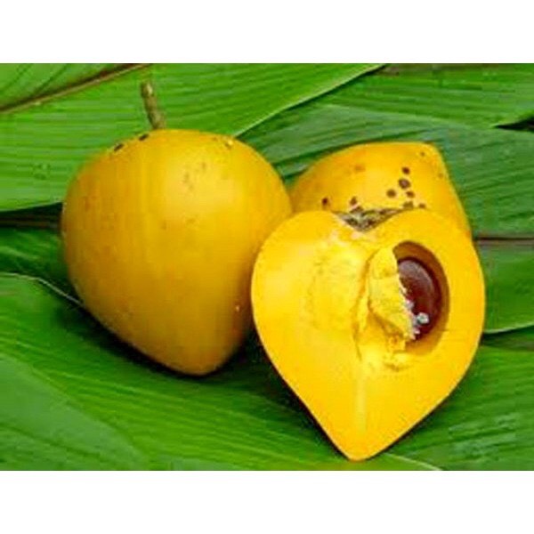 Cây trứng gà hay cây lê ki ma giống!