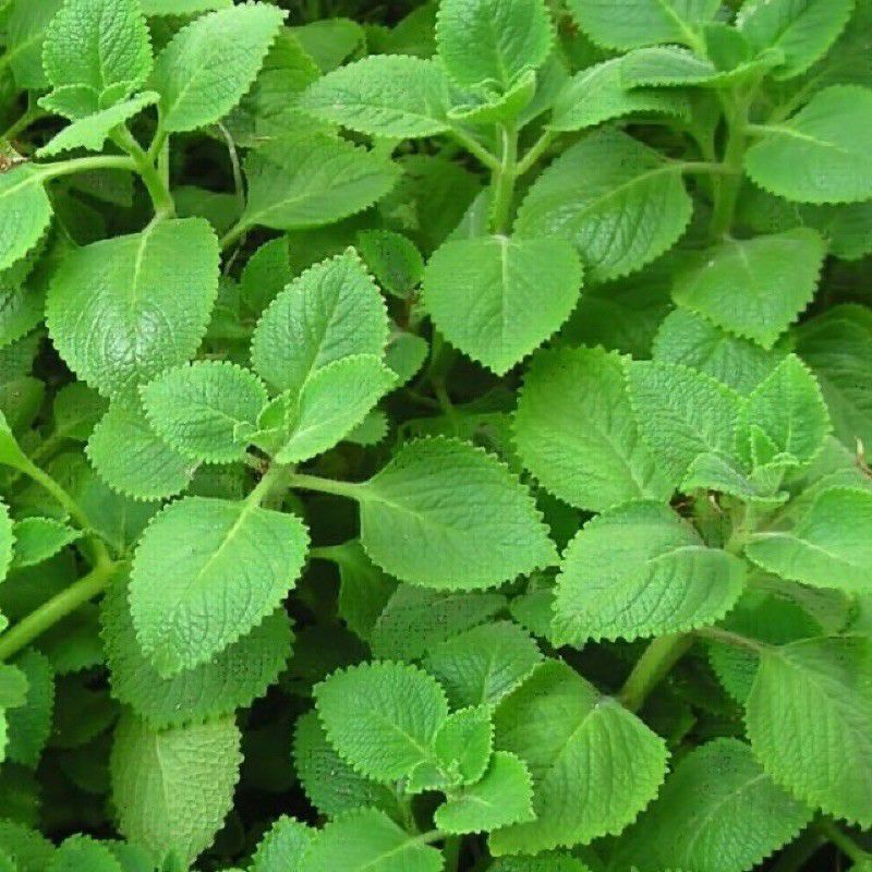 Cây tần dày lá, cây húng chanh