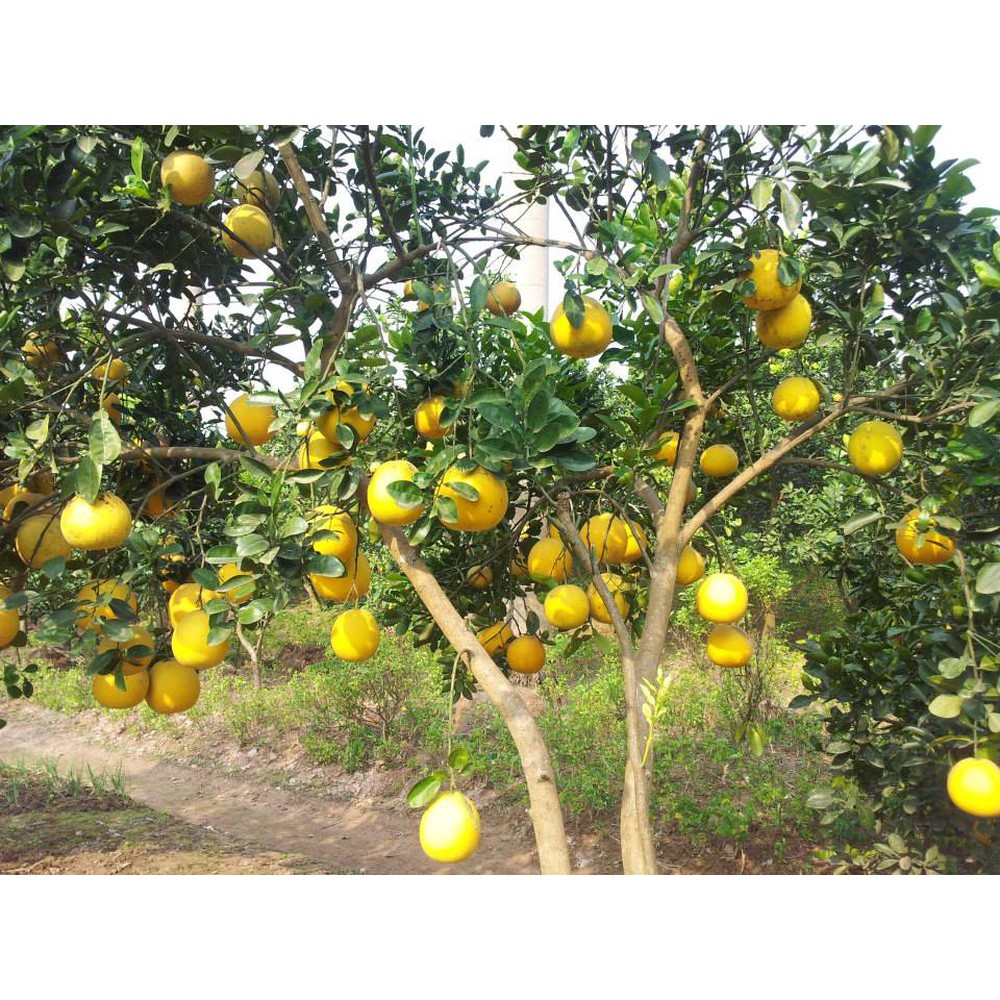 Cây Bưởi Diễn quả vàng trái ngọt
