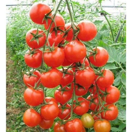 Hạt giống cà chua bi chùm đỏ - 30 hạt
