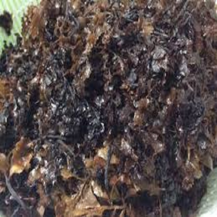1KG RONG BIỂN NẤU NƯỚC SÂM