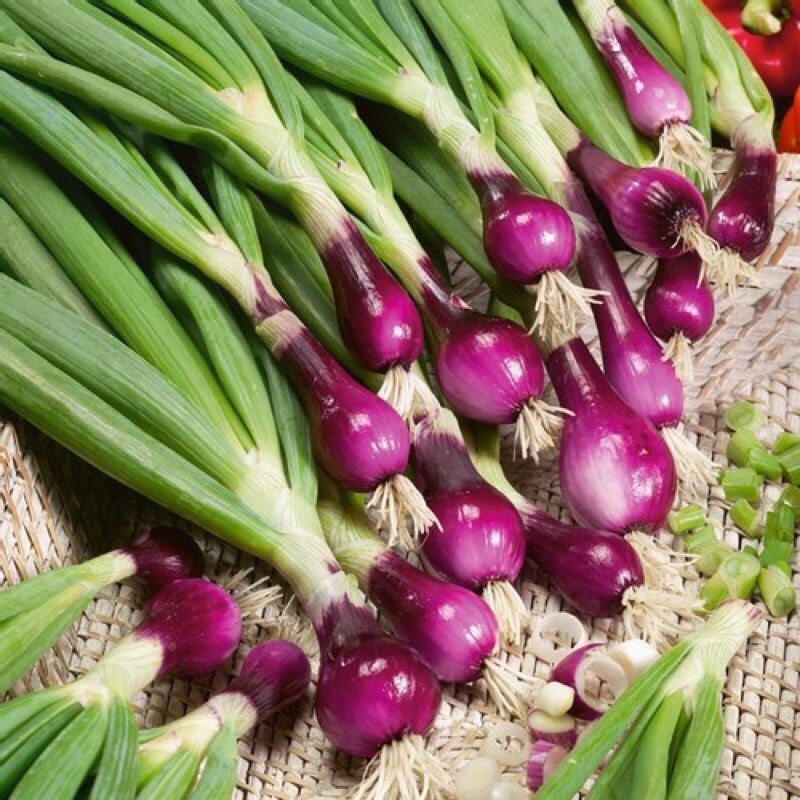 Hạt Giống Hành lá gốc tím (2g)