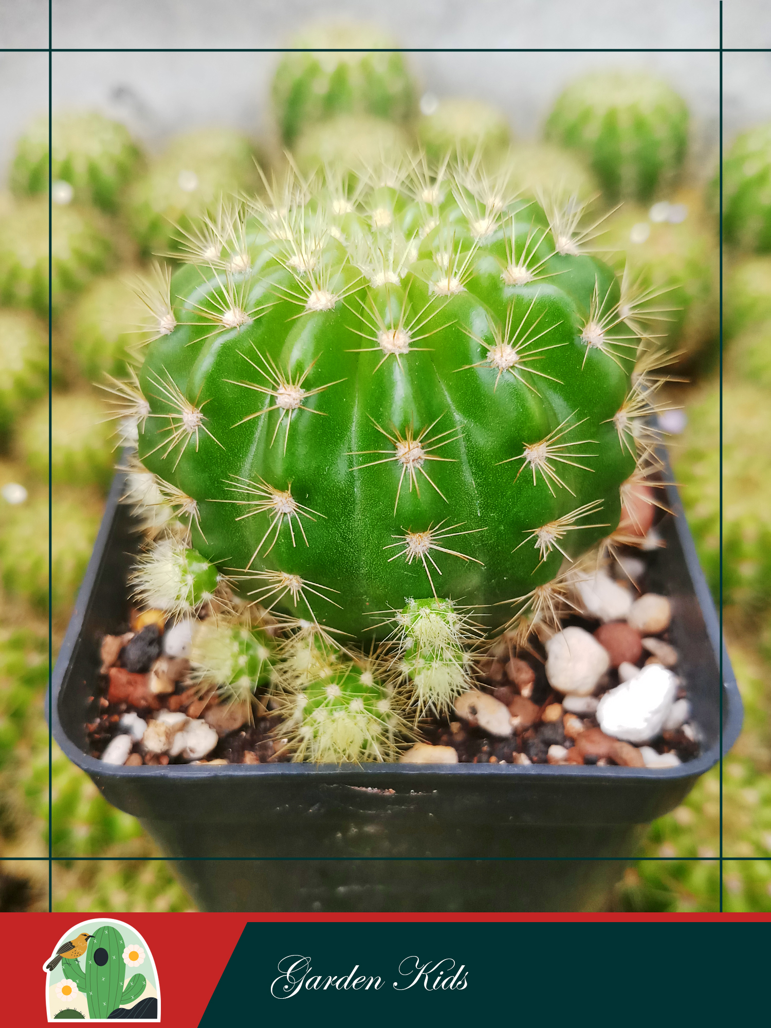 Xương rồng bí xanh - bá tử (Echinopsis Calochlora)