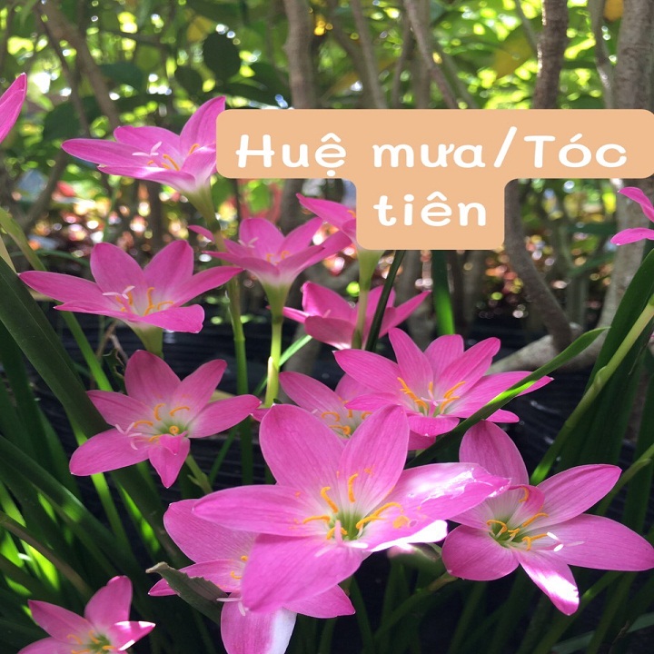 Cây hoa Huệ mưa/ Cây Tóc Tiên (củ giống-combo 10 củ 15k)