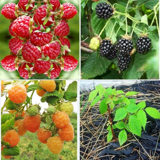 Combo 3 gói hạt giống mâm xôi ( đỏ + vàng + đen ) kèm gói kích hạt nảy mầm