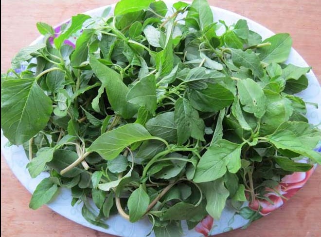 Hạt Giống Rau Dền Cơm (10gr)