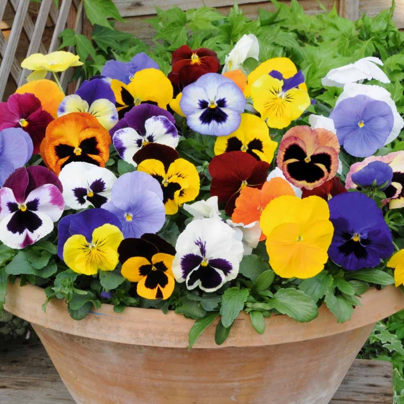 hạt giống hoa pansy