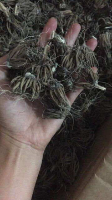 5 củ hồng ri ba tư 5 màu _ mao lương
