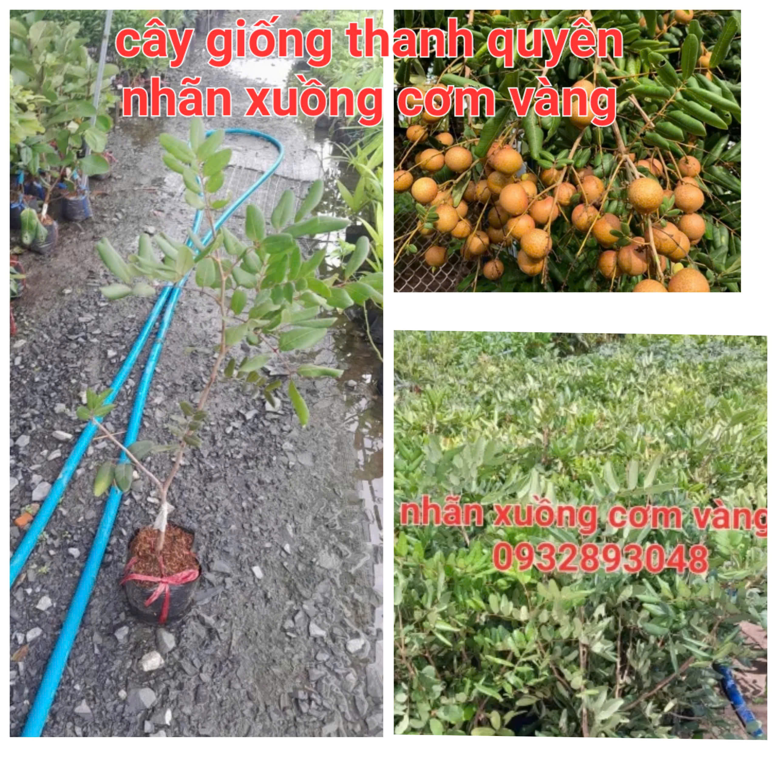 CÂY GIỐNG NHÃN XUỒNG CƠM VÀNG 70cm den 1m2
