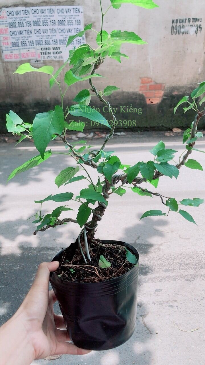 Cây Dâu Tầm Bonsai Cho Sai Trái