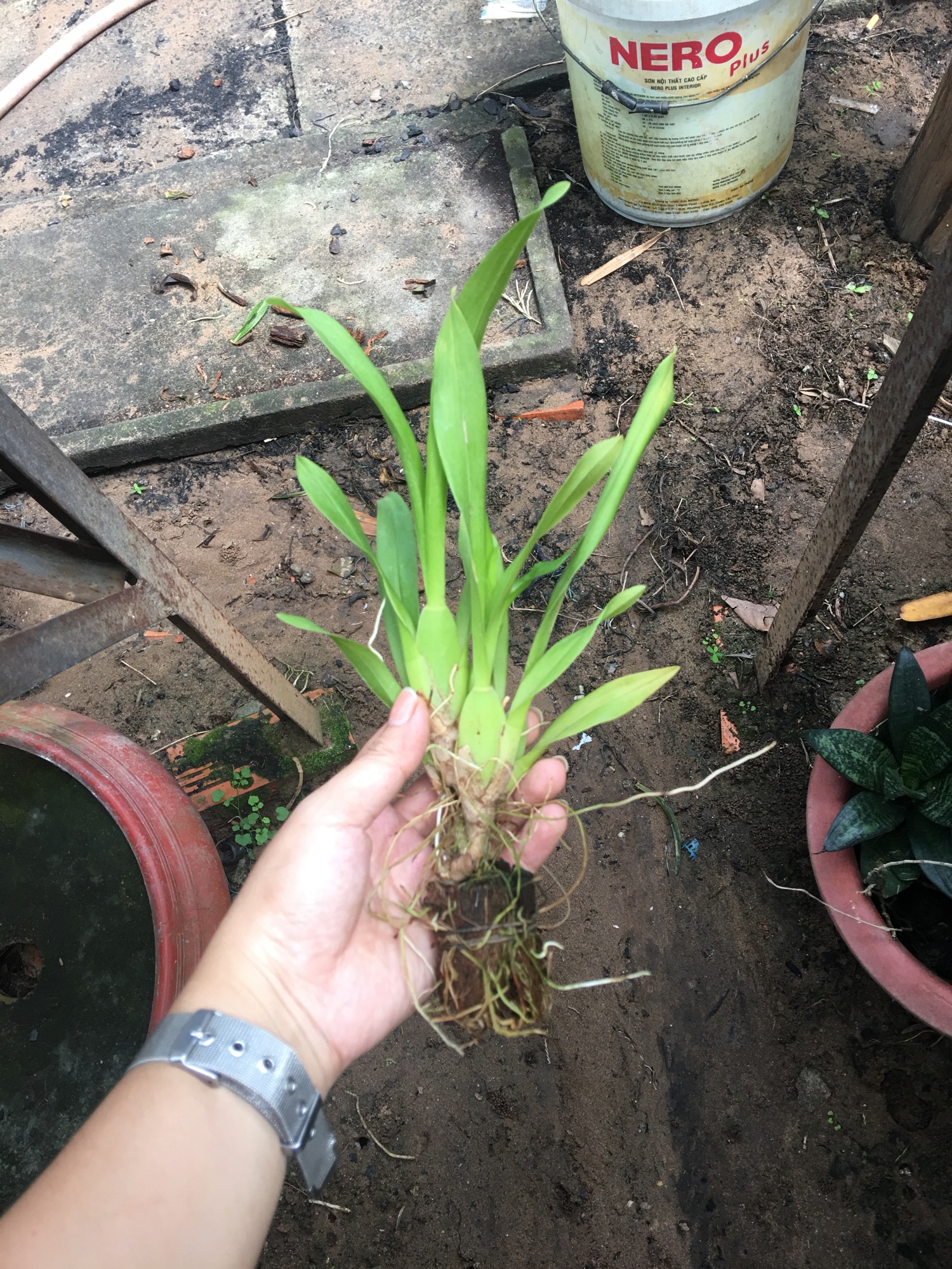 [HCM]Vũ Nữ Hoa Vàng