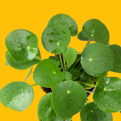 Cây cỏ gương - Cỏ đồng tiền Trung Quốc - Chinese Money Plant
