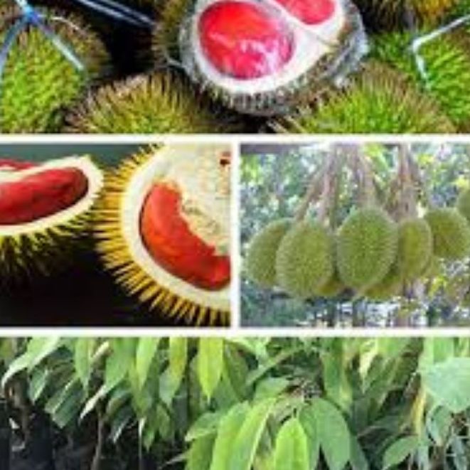 Cây giống sầu riêng ruột đỏ (siêu sớm cây tốt) ( sản phẩm có bảo hành toàn quốc) (giao siêu nhanh )