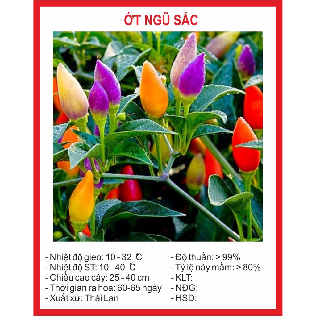 Hạt giống ớt ngũ sắc 30 hạt