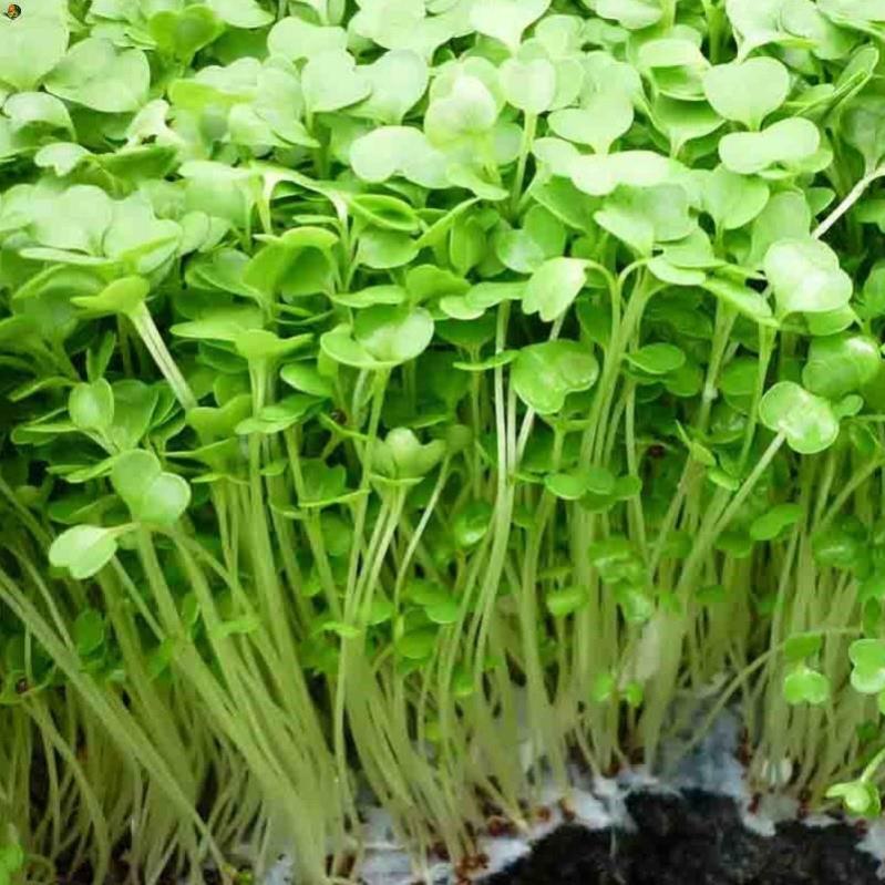 Hạt Mầm Cải Bẹ Xanh - Gói 50 gram
