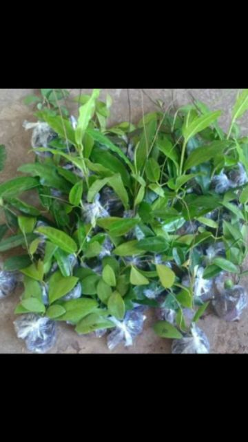Cây giống cẩm cù vàng