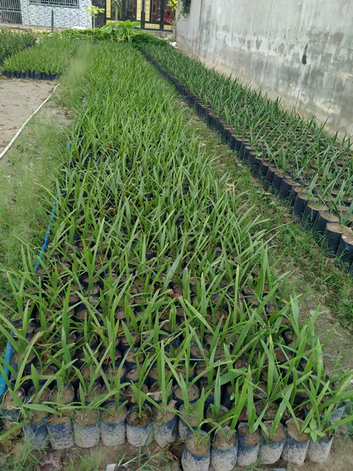 Conbo 5 cây trà là giống chuẩn