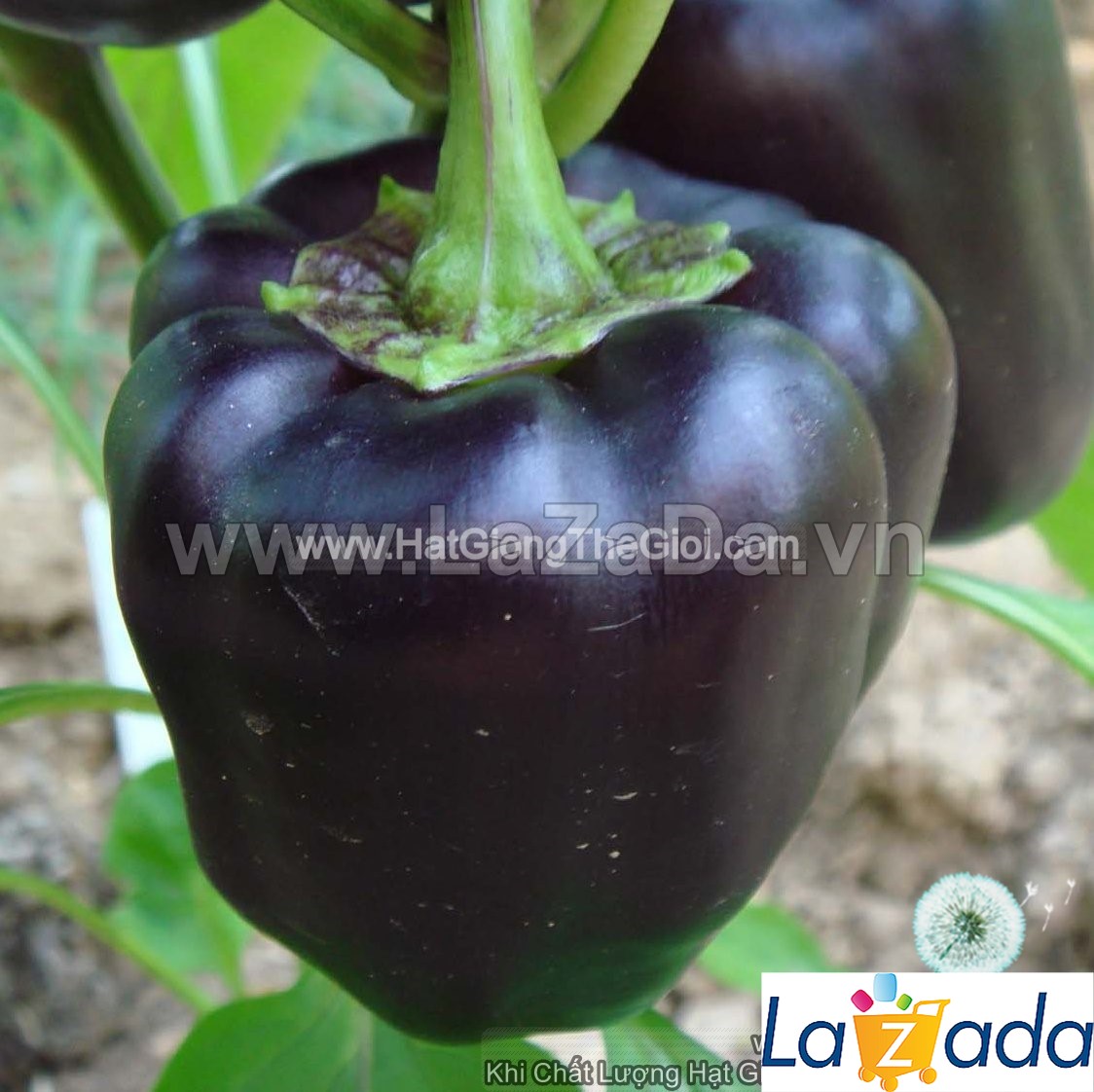 20h Hạt Giống Ớt Chuông Ngọt Trái Đen (A2.104| C1*W42)