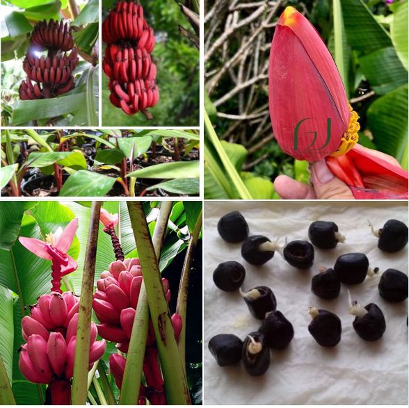 Hạt Giống Cây Chuối Đỏ (  Chuối Dacca ) - Gói 3 hạt - KNS