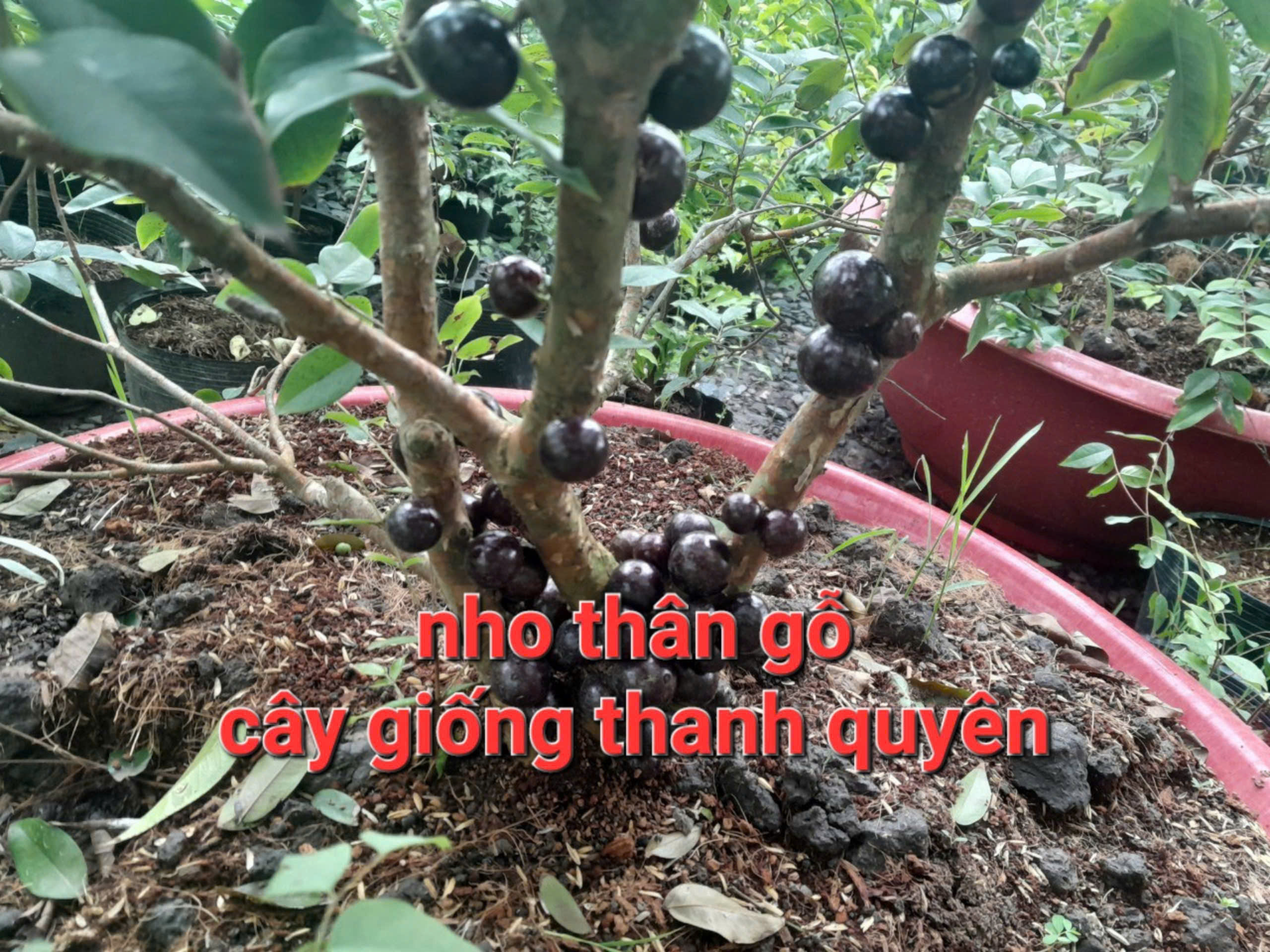 Wooden Grain Grape Seedlings 12 Crops/ Quarterly, Depending on the Lot, for Male Children in the South