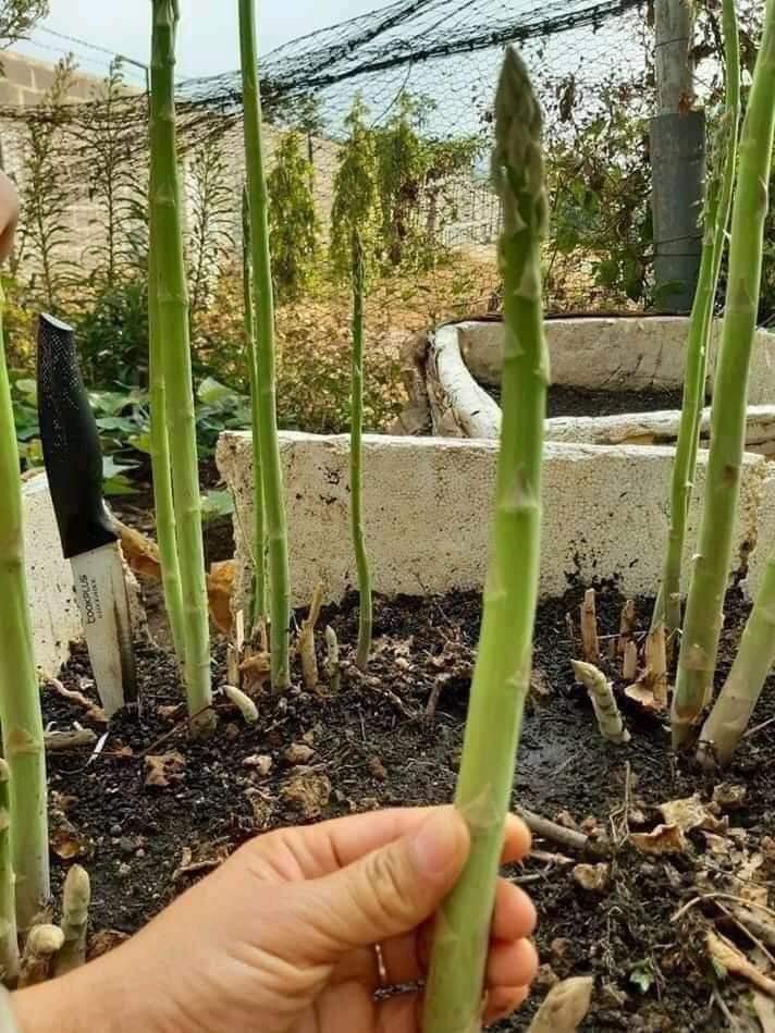Hạt giống măng tây xanh