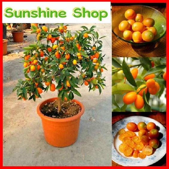 cây giống quất ngọt