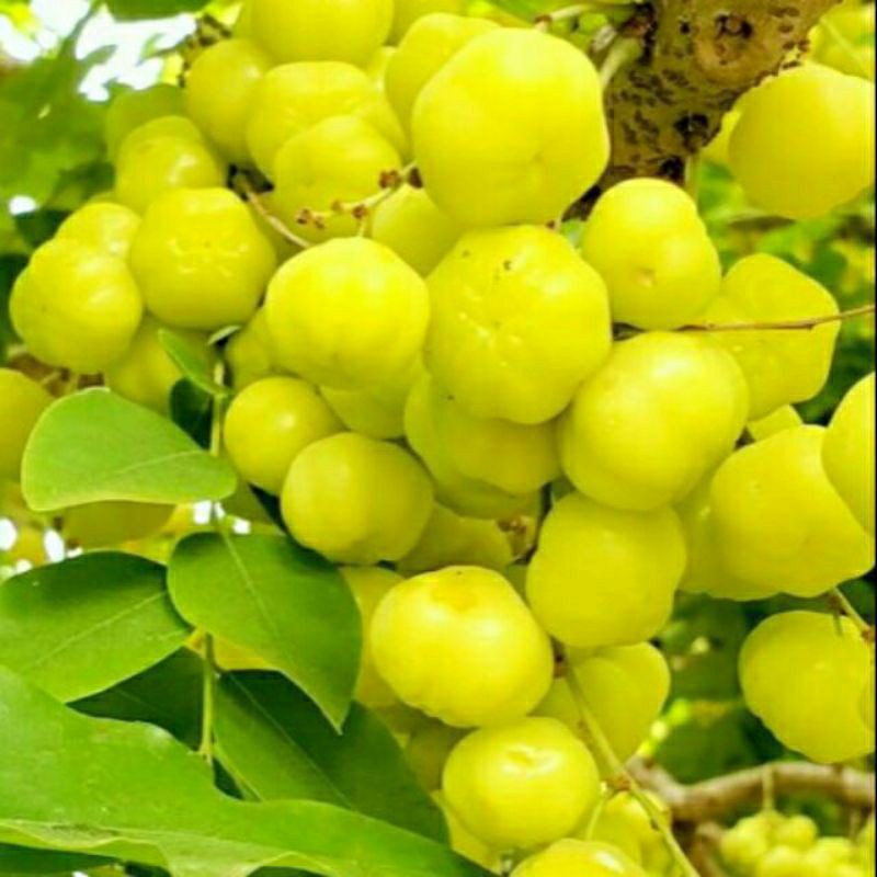 Cây giống Chùm Ruột Ngọt Siêu Trái (Tầm duột ngọt siêu trái)